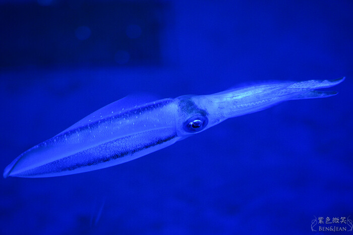 日本新潟必訪「上越市立水族博物館」世界最多麥哲倫企鵝 海底隧道超震撼。