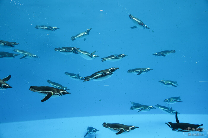 日本新潟必訪「上越市立水族博物館」世界最多麥哲倫企鵝 海底隧道超震撼。