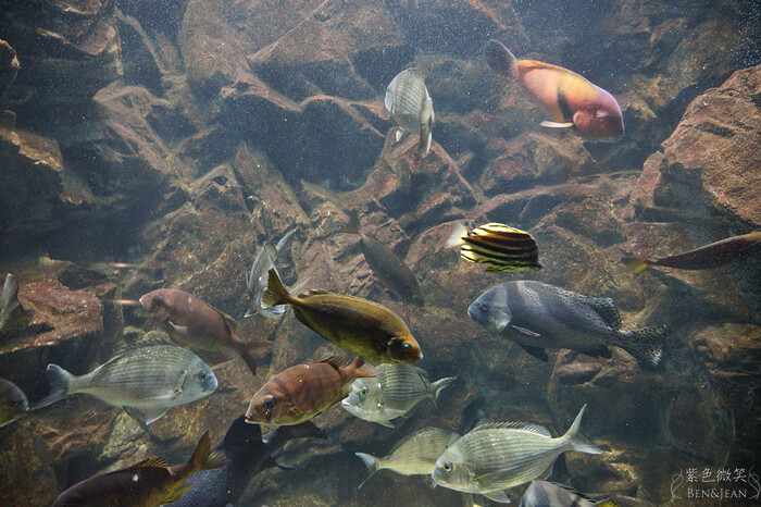 日本新潟必訪「上越市立水族博物館」世界最多麥哲倫企鵝 海底隧道超震撼。