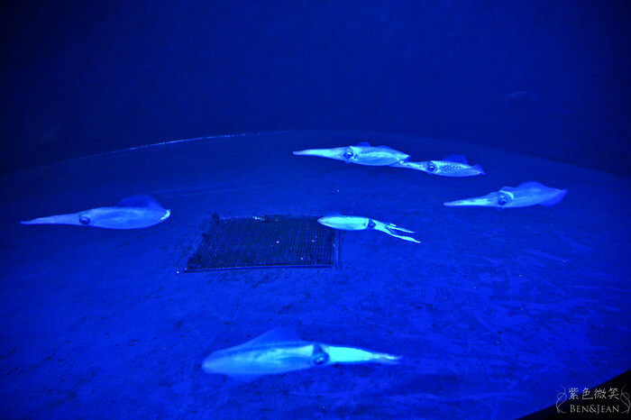 日本新潟必訪「上越市立水族博物館」世界最多麥哲倫企鵝 海底隧道超震撼。