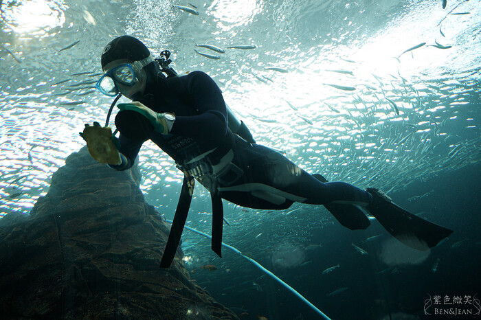 日本新潟必訪「上越市立水族博物館」世界最多麥哲倫企鵝 海底隧道超震撼。