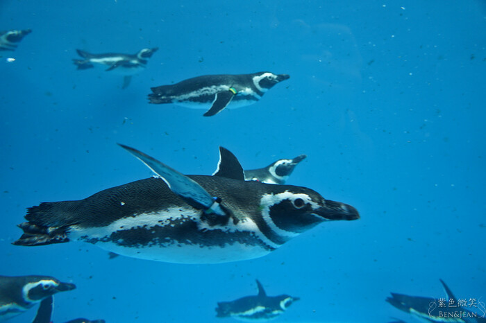 日本新潟必訪「上越市立水族博物館」世界最多麥哲倫企鵝 海底隧道超震撼。
