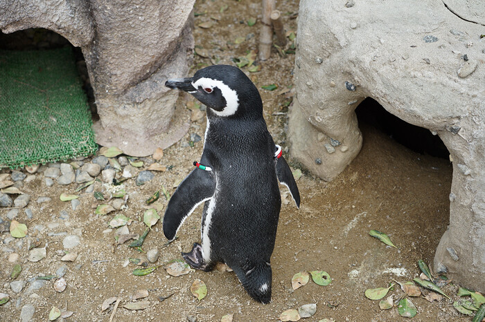 日本新潟必訪「上越市立水族博物館」世界最多麥哲倫企鵝 海底隧道超震撼。