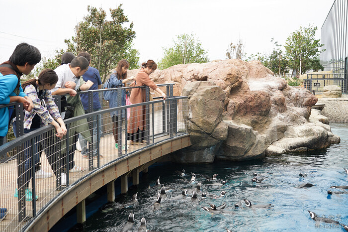 日本新潟必訪「上越市立水族博物館」世界最多麥哲倫企鵝 海底隧道超震撼。