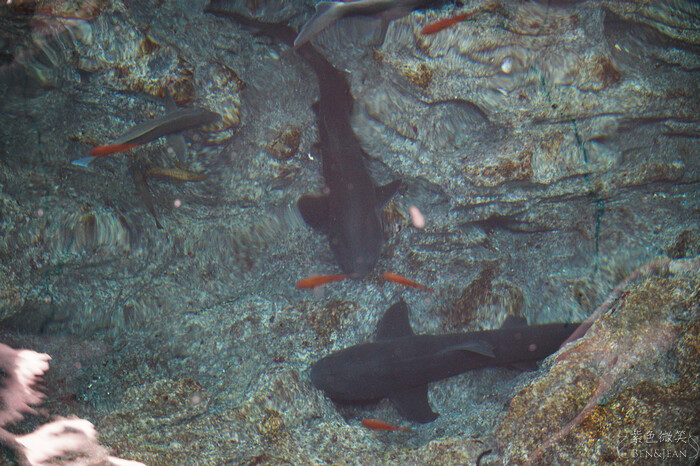 日本新潟必訪「上越市立水族博物館」世界最多麥哲倫企鵝 海底隧道超震撼。