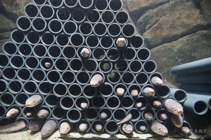 日本新潟必訪「上越市立水族博物館」世界最多麥哲倫企鵝 海底隧道超震撼。