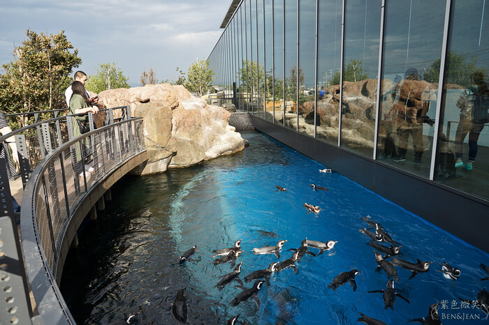 日本新潟必訪「上越市立水族博物館」世界最多麥哲倫企鵝 海底隧道超震撼。