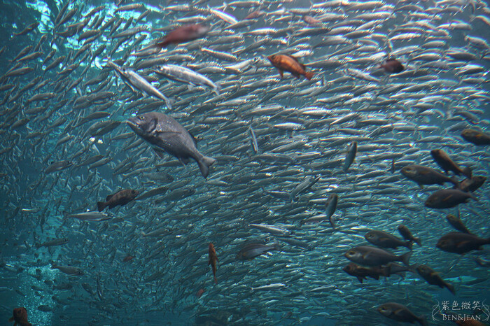 日本新潟必訪「上越市立水族博物館」世界最多麥哲倫企鵝 海底隧道超震撼。