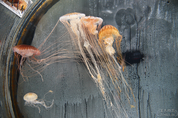 日本新潟必訪「上越市立水族博物館」世界最多麥哲倫企鵝 海底隧道超震撼。