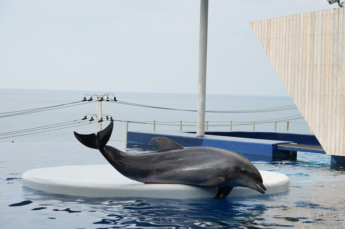 日本新潟必訪「上越市立水族博物館」世界最多麥哲倫企鵝 海底隧道超震撼。