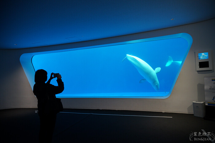 日本新潟必訪「上越市立水族博物館」世界最多麥哲倫企鵝 海底隧道超震撼。