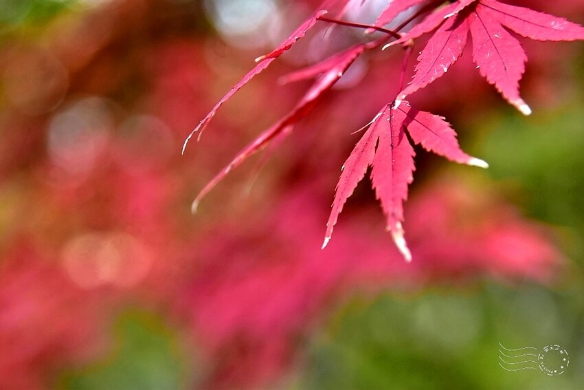 韓國【大邱樹木園】:楓紅