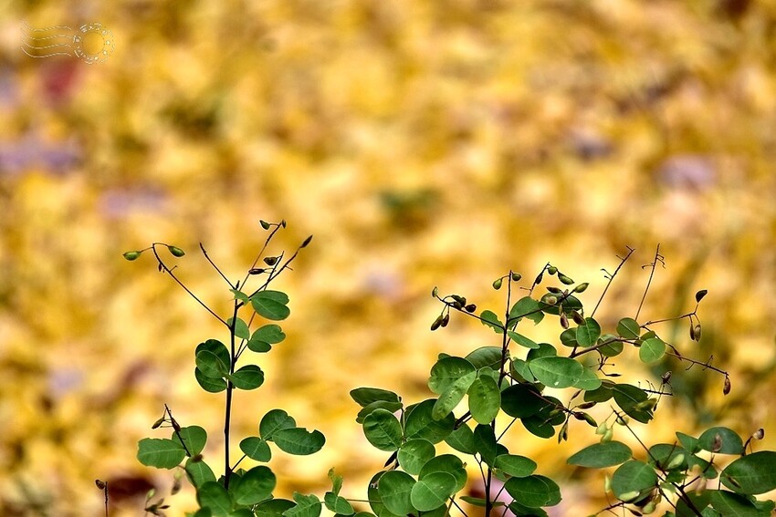 韓國【大邱樹木園】