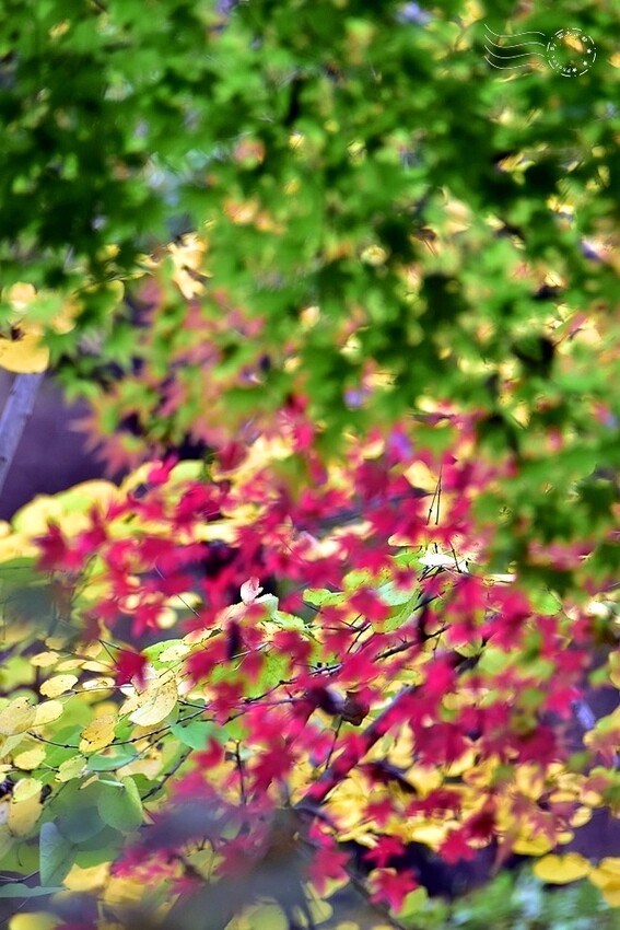 韓國【大邱樹木園】