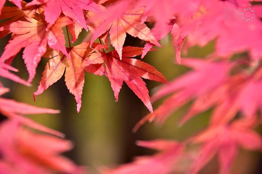 韓國【大邱樹木園】:楓紅