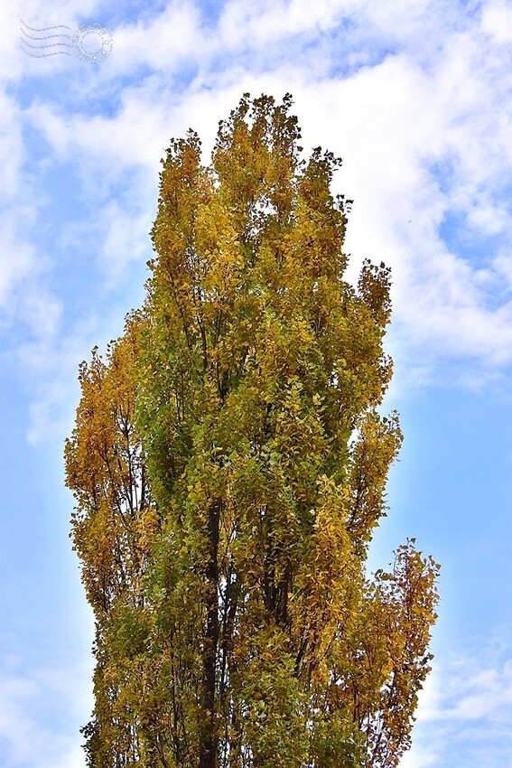 韓國【大邱樹木園】:鑽天楊