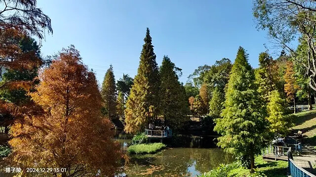 2024長庚養生文化村｜落羽松公園，12/29即時現況🌳。