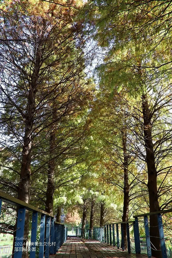 2024長庚養生文化村｜落羽松公園，12/29即時現況🌳。