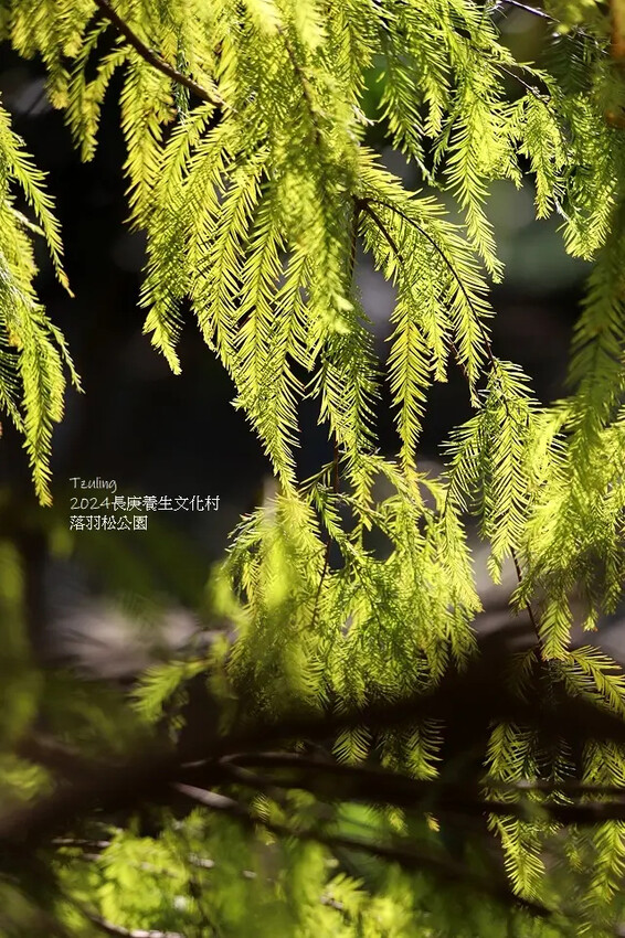 2024長庚養生文化村｜落羽松公園，12/29即時現況🌳。