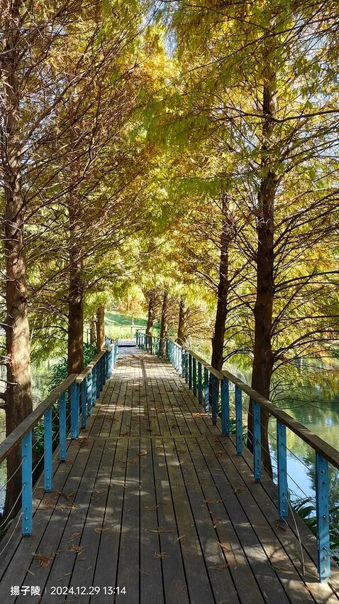 2024長庚養生文化村｜落羽松公園，12/29即時現況🌳。