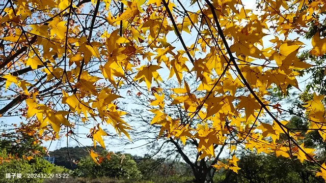 2024長庚養生文化村｜落羽松公園，12/29即時現況🌳。