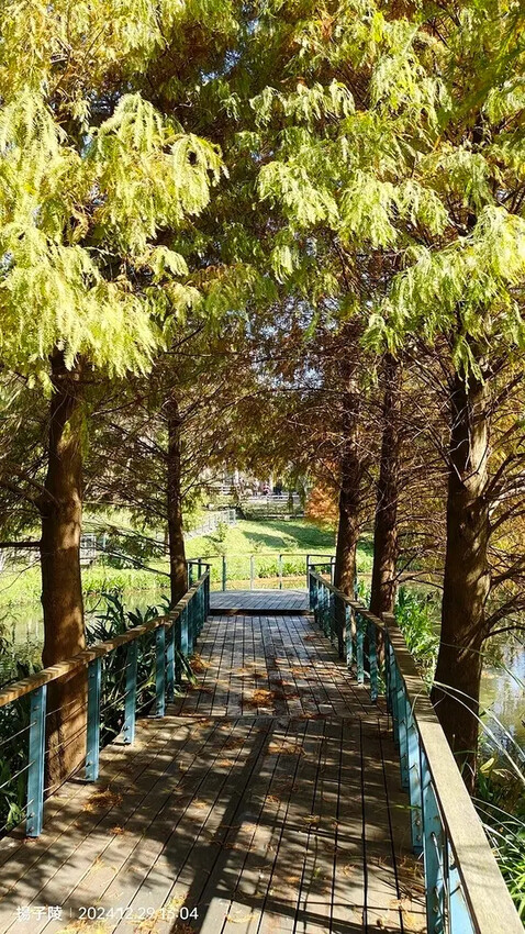 2024長庚養生文化村｜落羽松公園，12/29即時現況🌳。