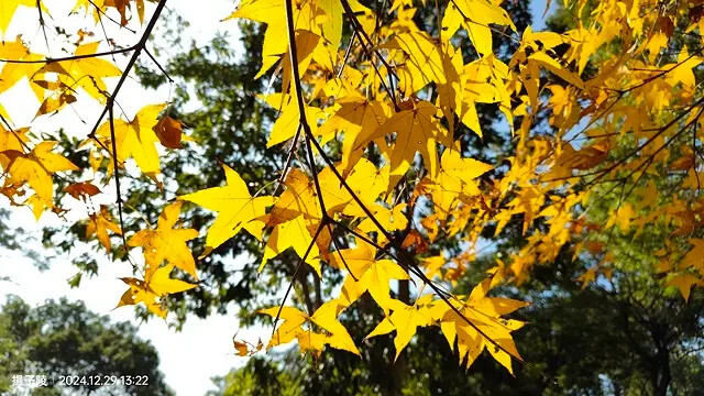 2024長庚養生文化村｜落羽松公園，12/29即時現況🌳。
