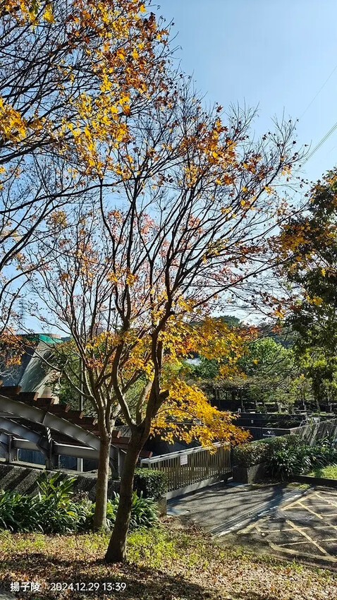 2024長庚養生文化村｜落羽松公園，12/29即時現況🌳。