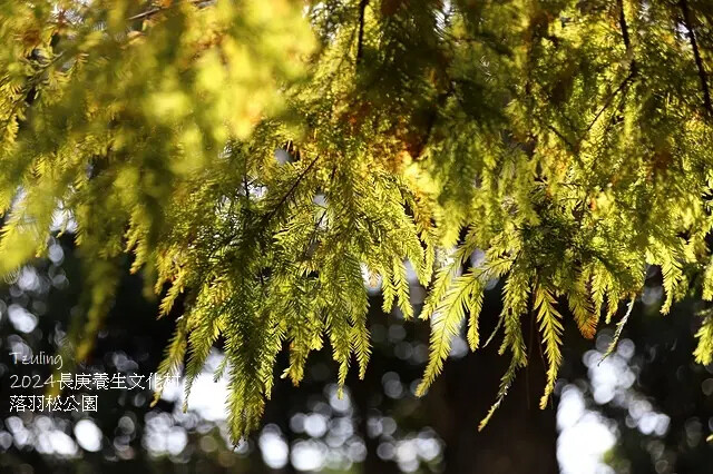 2024長庚養生文化村｜落羽松公園，12/29即時現況🌳。