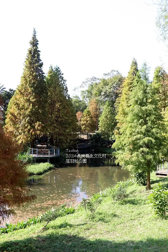 2024長庚養生文化村｜落羽松公園，12/29即時現況🌳。