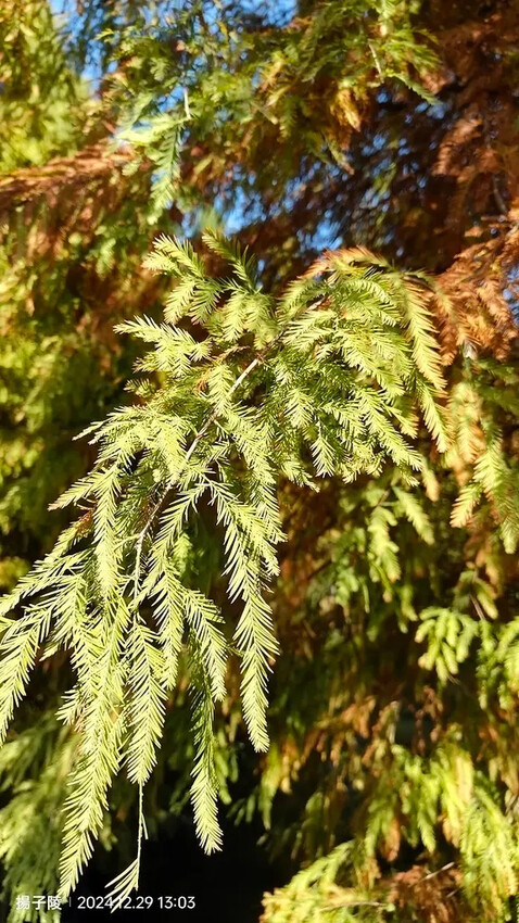 2024長庚養生文化村｜落羽松公園，12/29即時現況🌳。