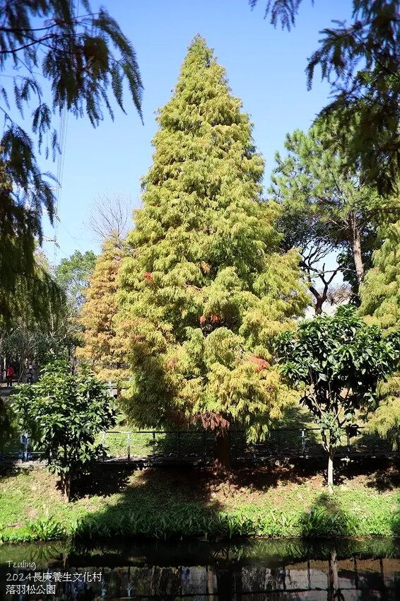 2024長庚養生文化村｜落羽松公園，12/29即時現況🌳。
