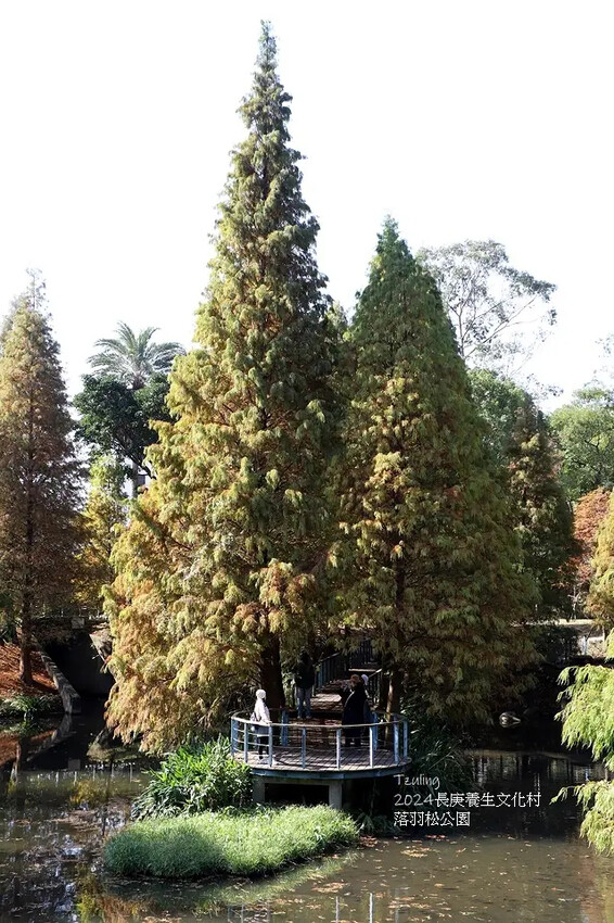 2024長庚養生文化村｜落羽松公園，12/29即時現況🌳。