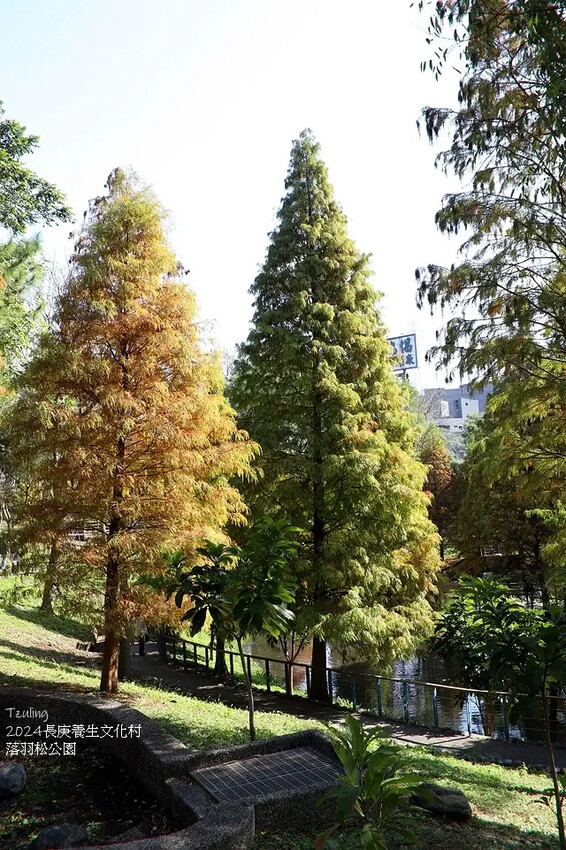 2024長庚養生文化村｜落羽松公園，12/29即時現況🌳。