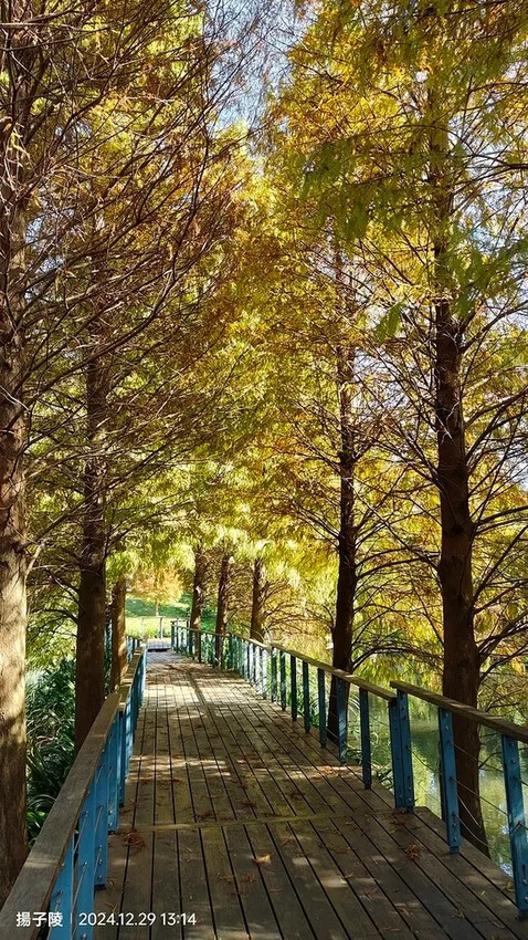 2024長庚養生文化村｜落羽松公園，12/29即時現況🌳。