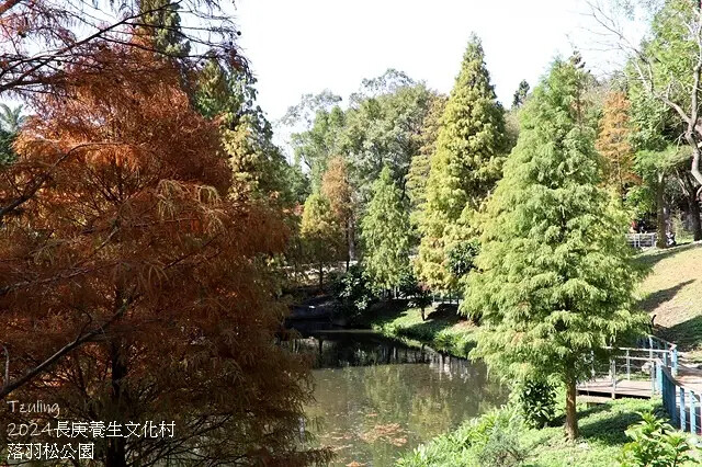 2024長庚養生文化村｜落羽松公園，12/29即時現況🌳。
