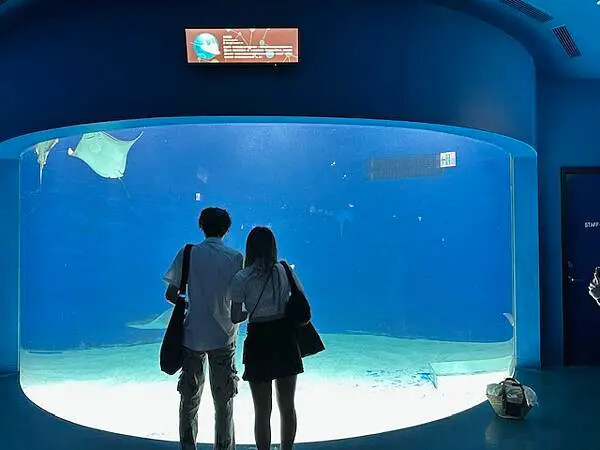 桃園Xpark水族館攻略！夢幻水母與企鵝隧道，親子必去打卡首選。