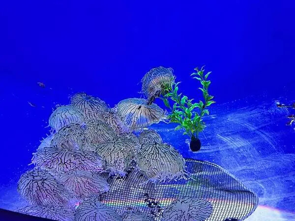 桃園Xpark水族館攻略！夢幻水母與企鵝隧道，親子必去打卡首選。