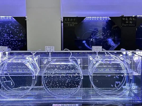 桃園Xpark水族館攻略！夢幻水母與企鵝隧道，親子必去打卡首選。