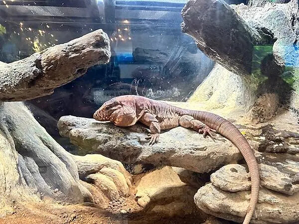 桃園Xpark水族館攻略！夢幻水母與企鵝隧道，親子必去打卡首選。