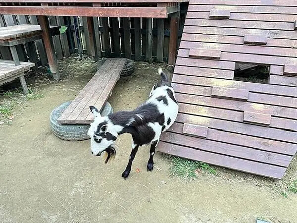 桃園Xpark水族館攻略！夢幻水母與企鵝隧道，親子必去打卡首選。