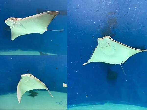 桃園Xpark水族館攻略！夢幻水母與企鵝隧道，親子必去打卡首選。