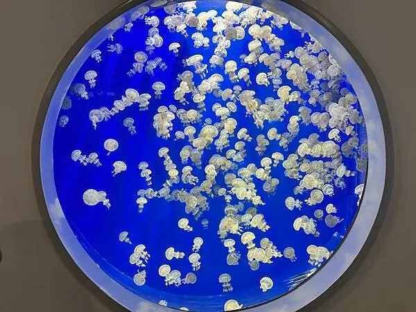 桃園Xpark水族館攻略！夢幻水母與企鵝隧道，親子必去打卡首選。