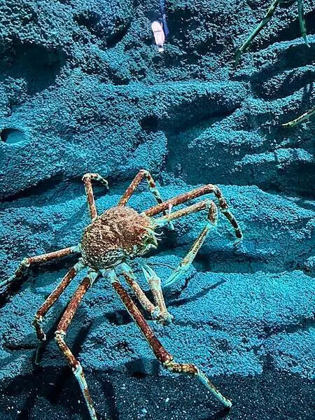 桃園Xpark水族館攻略！夢幻水母與企鵝隧道，親子必去打卡首選。