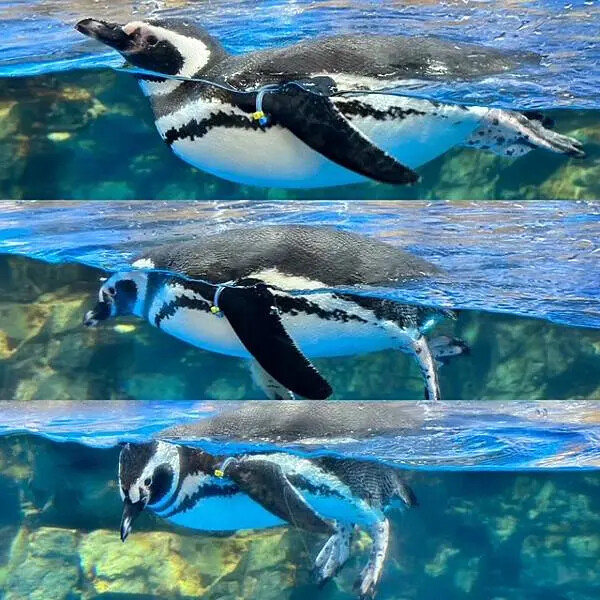 桃園Xpark水族館攻略！夢幻水母與企鵝隧道，親子必去打卡首選。