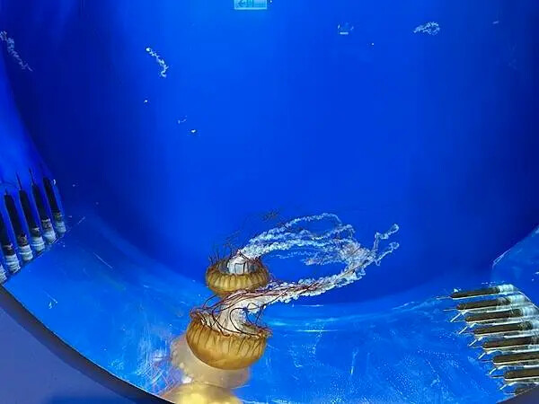 桃園Xpark水族館攻略！夢幻水母與企鵝隧道，親子必去打卡首選。