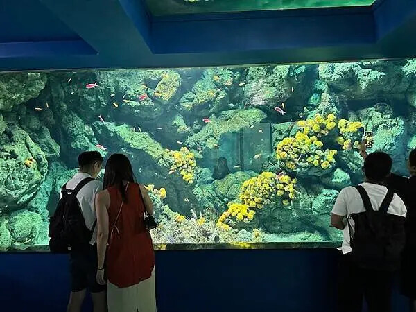 桃園Xpark水族館攻略！夢幻水母與企鵝隧道，親子必去打卡首選。