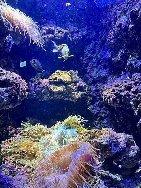 桃園Xpark水族館攻略！夢幻水母與企鵝隧道，親子必去打卡首選。