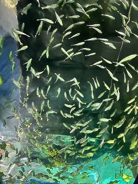 桃園Xpark水族館攻略！夢幻水母與企鵝隧道，親子必去打卡首選。