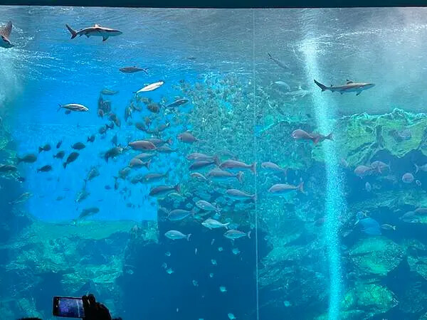 桃園Xpark水族館攻略！夢幻水母與企鵝隧道，親子必去打卡首選。